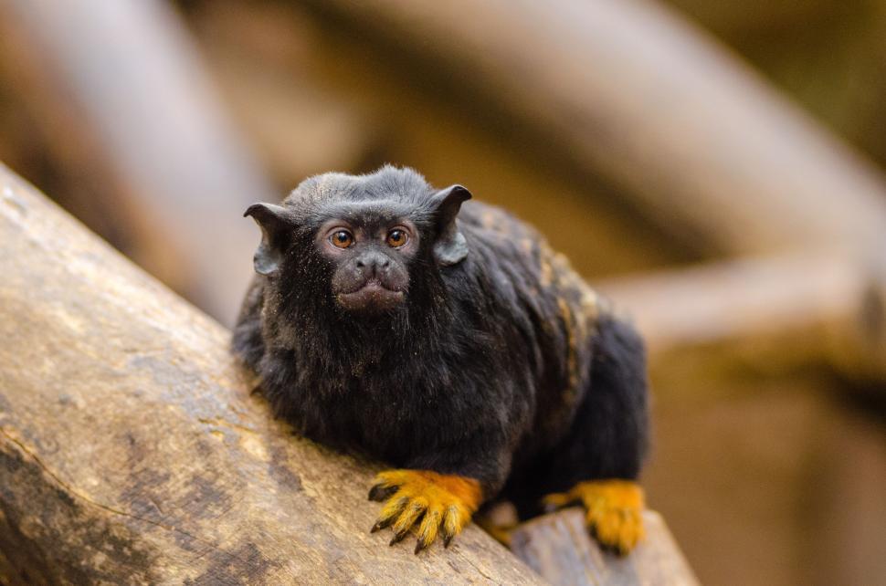 Free Image of Red-handed tamarin 