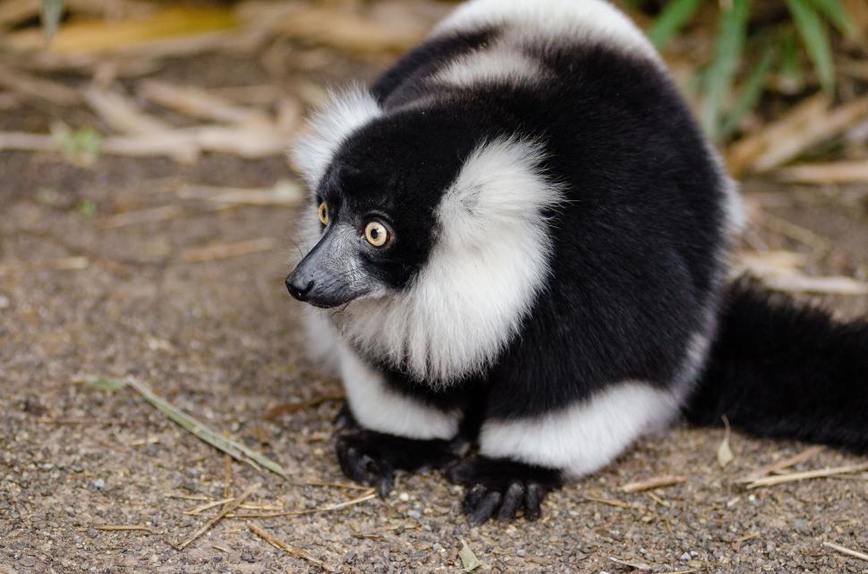 Free Image of Black-and-white ruffed lemur on ground  