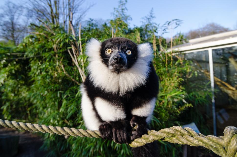 Free Image of Black and white ruffed lemur on rope  