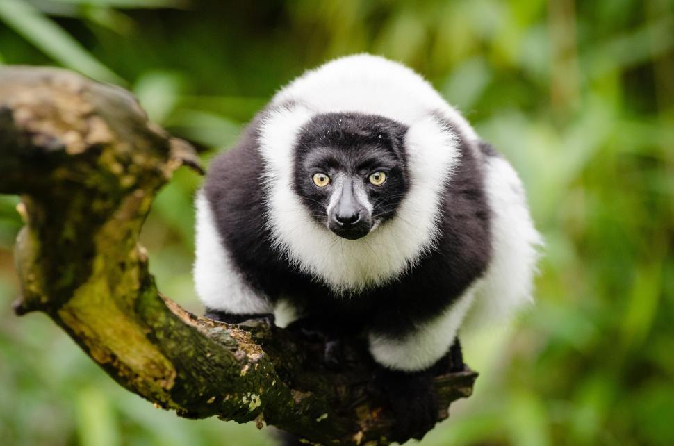 Free Image of Black and white ruffed lemur with green background  
