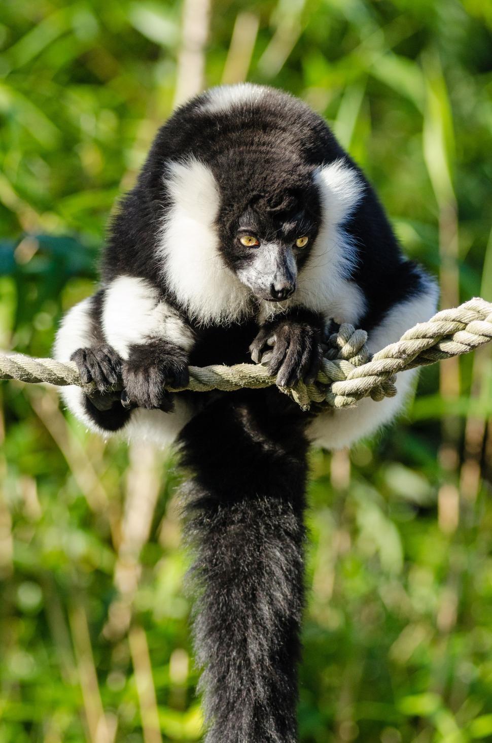 Free Image of Ruffed lemur on rope  