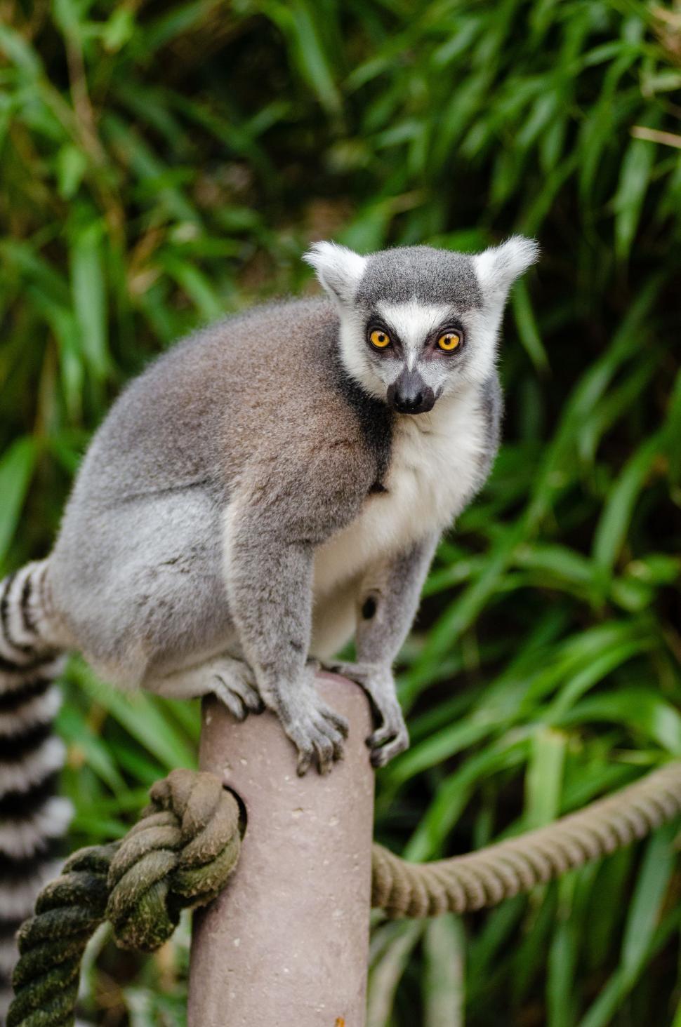 Free Image of Ring-tailed lemur in Zoo  