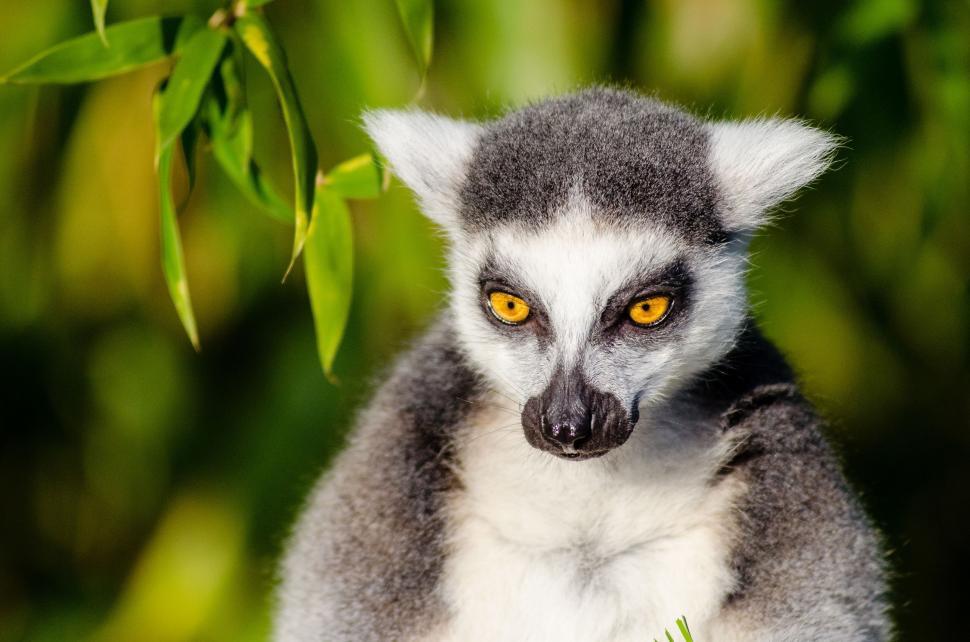 Free Image of Ring-tailed lemur - looking down  