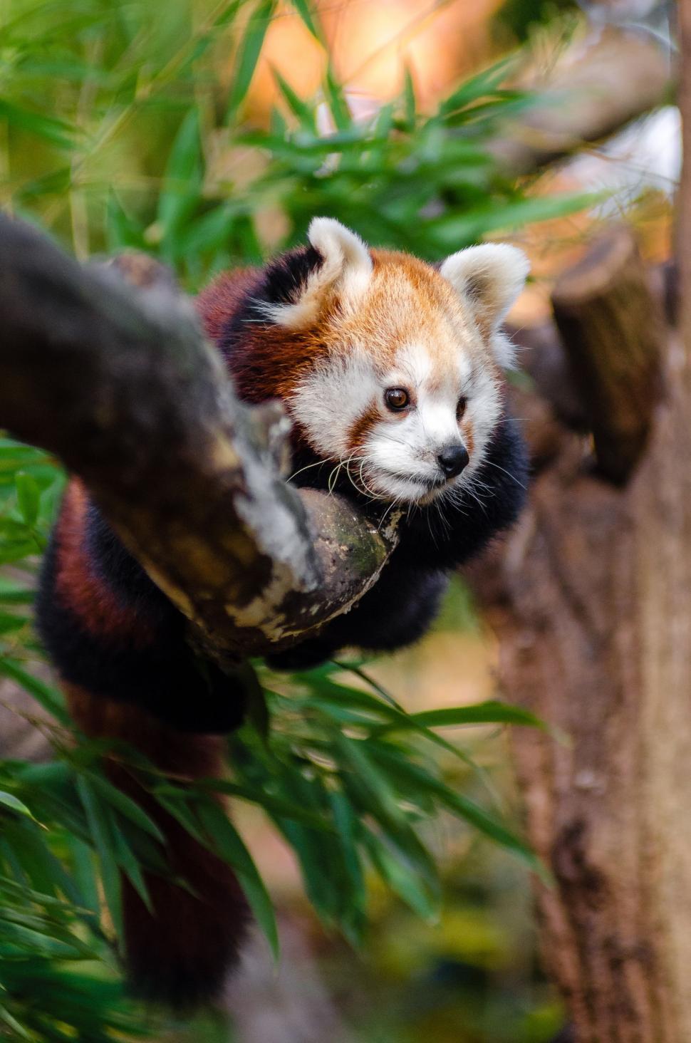 Free Image of Red Panda hanging on tree 