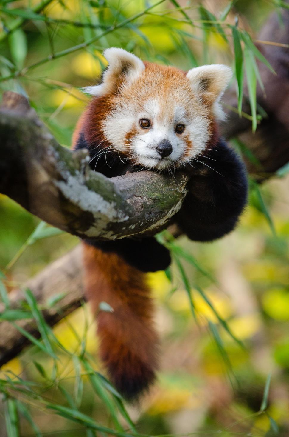 Free Image of Baby Red Panda  