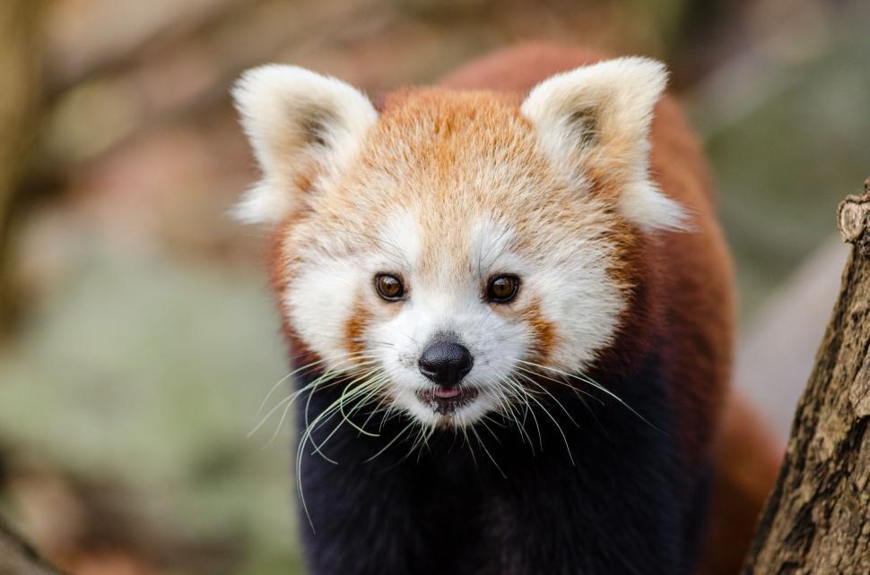 Free Image of Red Panda Face with whiskers  