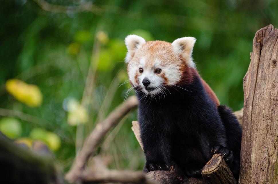 Free Image of Red Panda on tree stump  