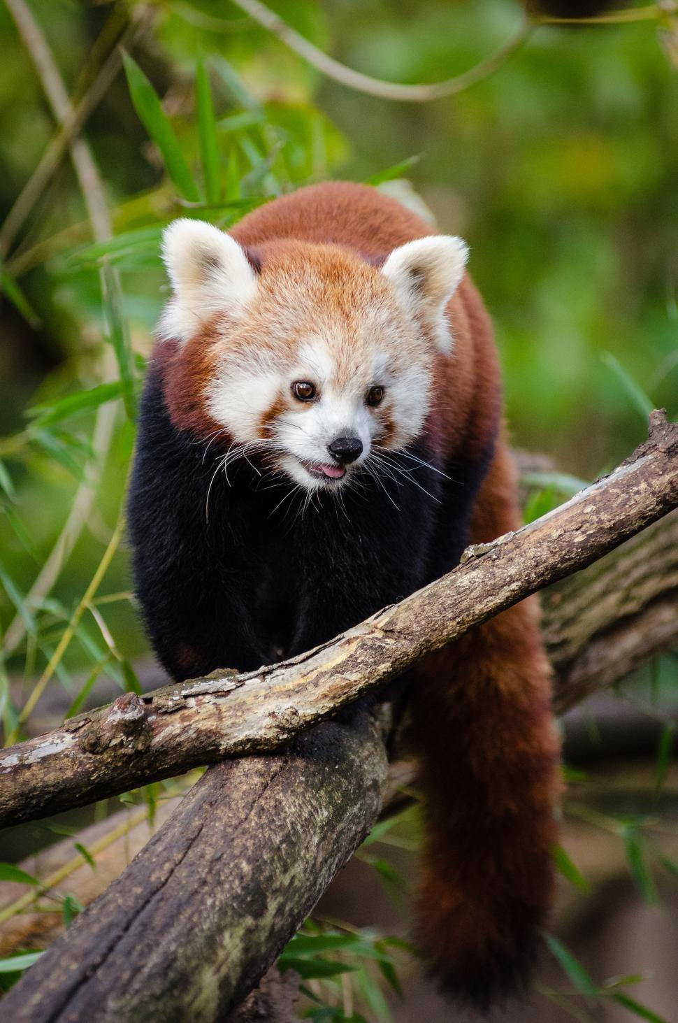 Free Image of Red Panda and Tree Trunks  