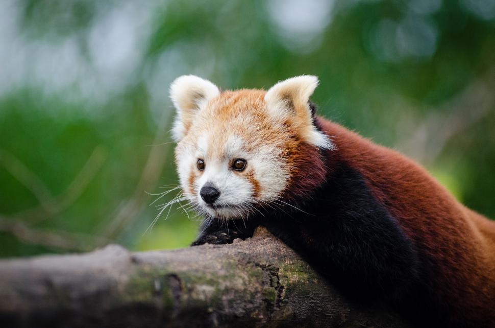 Free Image of Red Panda resting on tree  