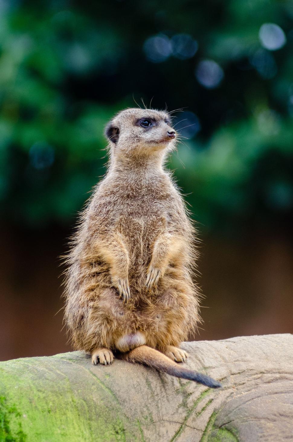 Free Image of Meerkat in zoo  