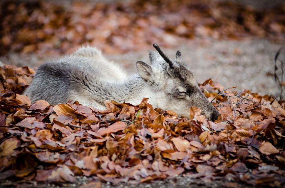 Free Image of Sleeping Antelope  