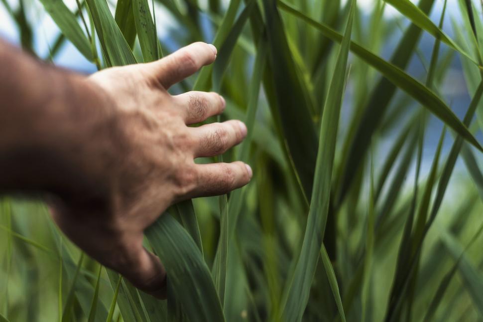 Free Image of Hand on Grass  