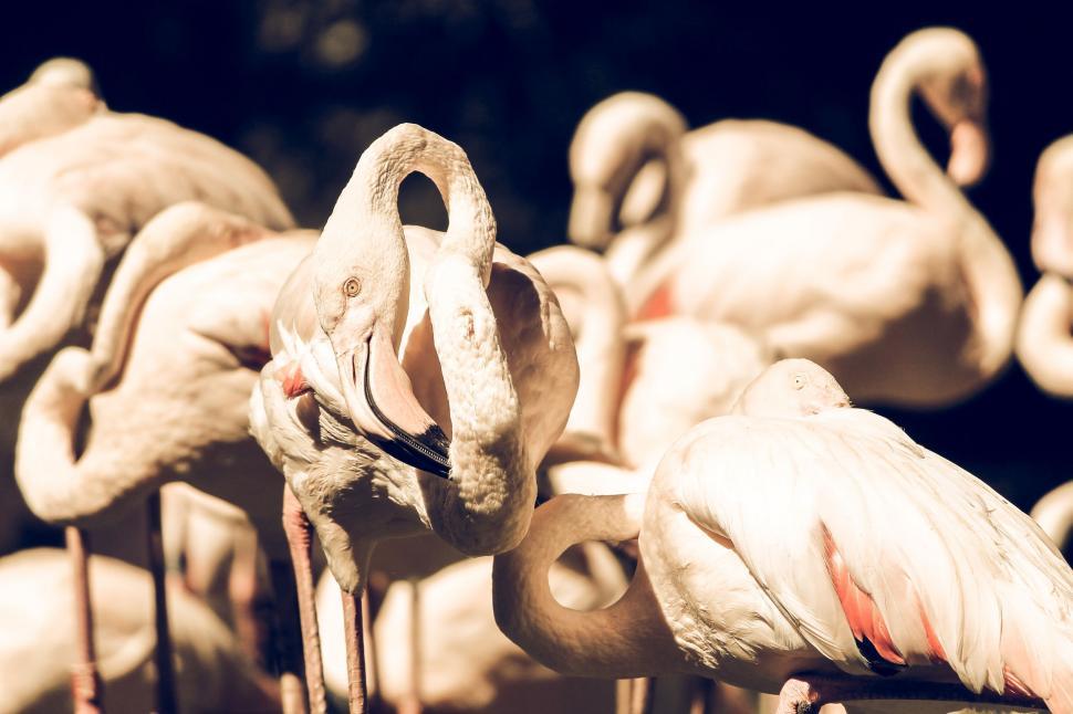 Free Image of Flock of flamingos 