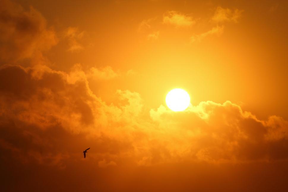 Free Image of Yellow Sunset and Bird  
