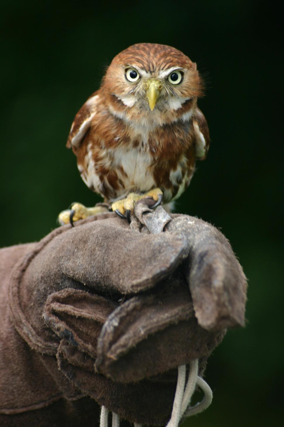 Free Image of Owl on hand  