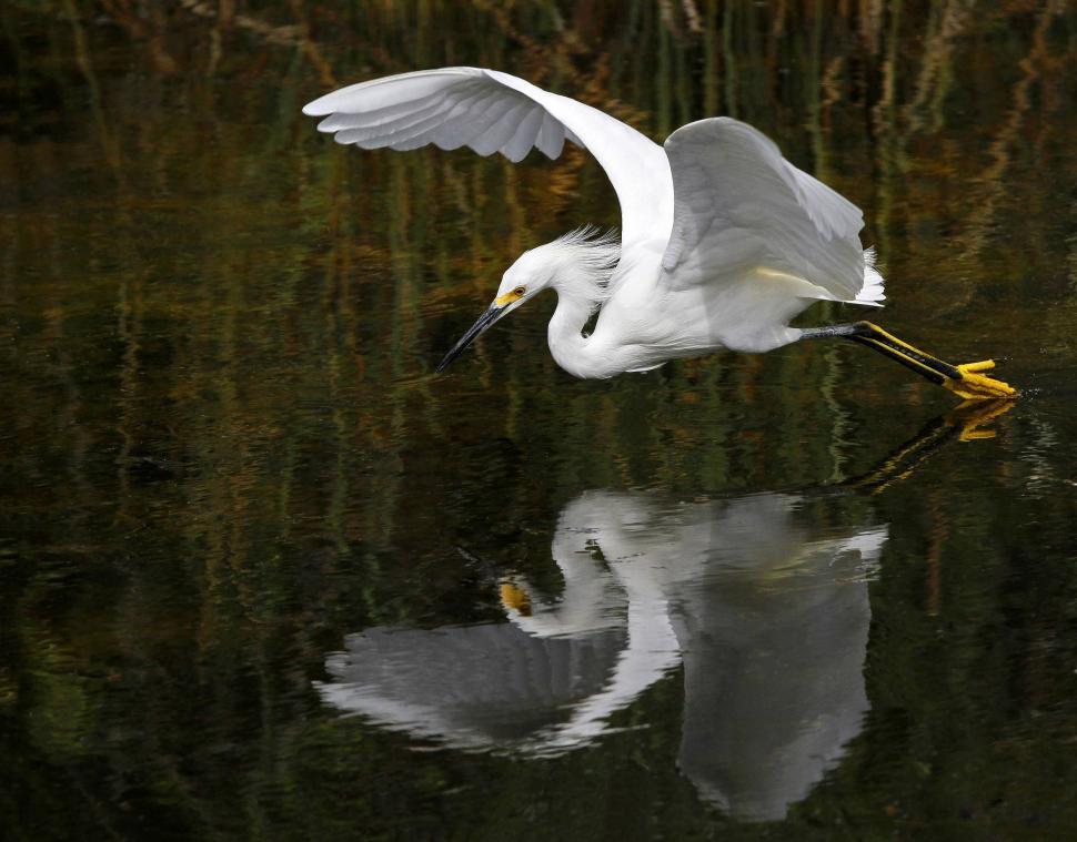 Free Image of Snowy egret and Lake  