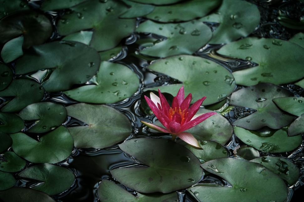 Free Image of Water Lily and Green Leaves  