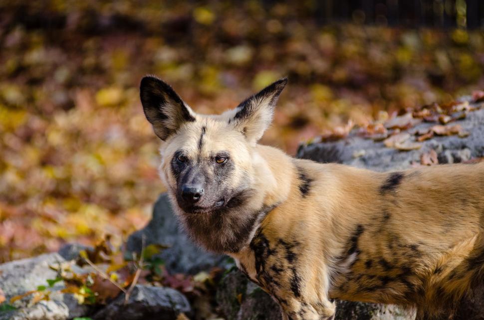 Free Image of African painted dog 