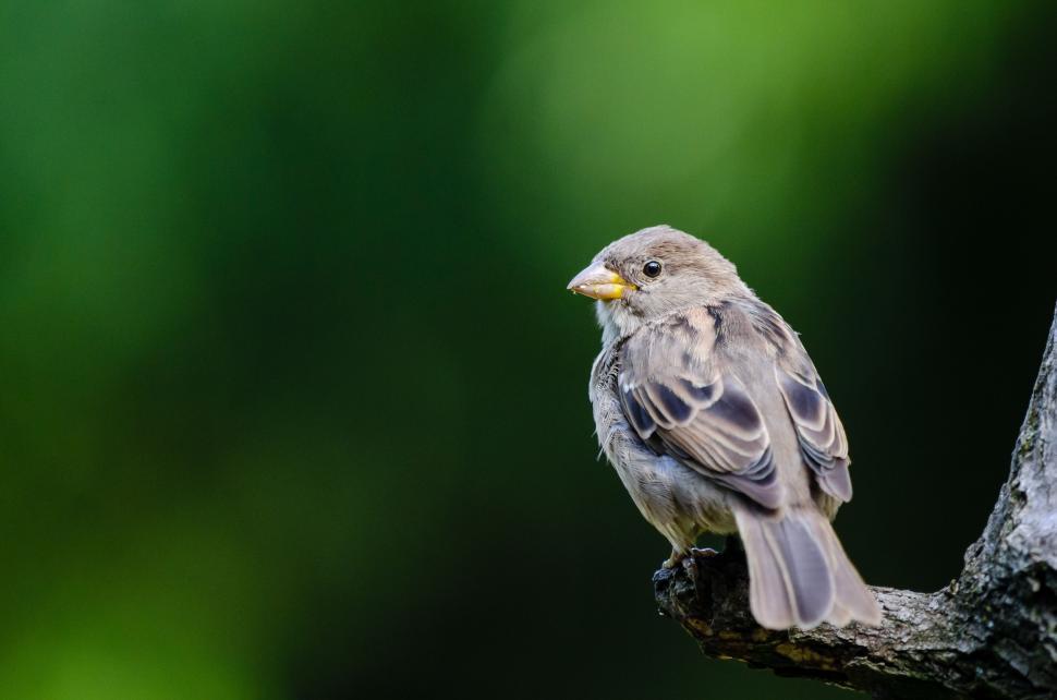 Free Image of Sparrow on blur green background  