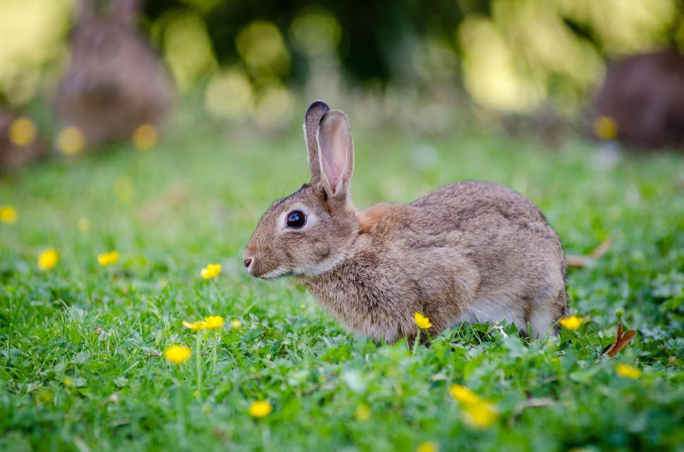Free Image of Tiny Rabbit  