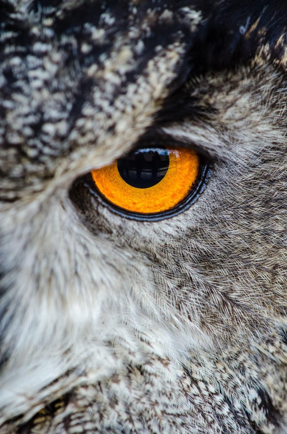 Free Image of Owl Eye  