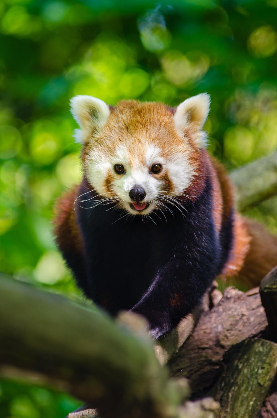 Free Image of Red Panda on Blur Green Background  