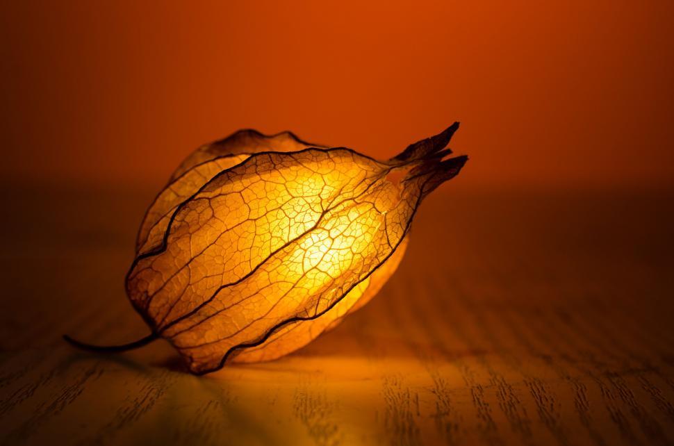 Free Image of Leaf Lantern  