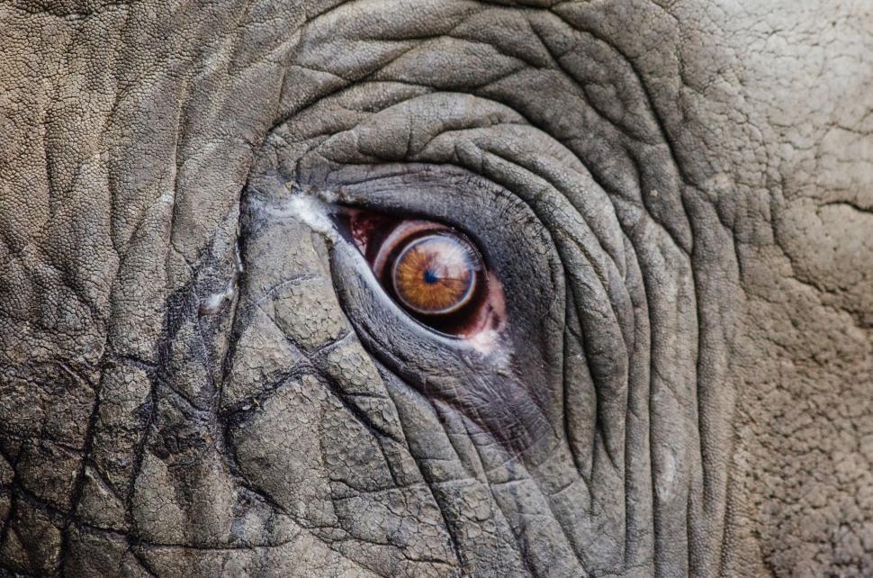Free Image of Elephant Eye 