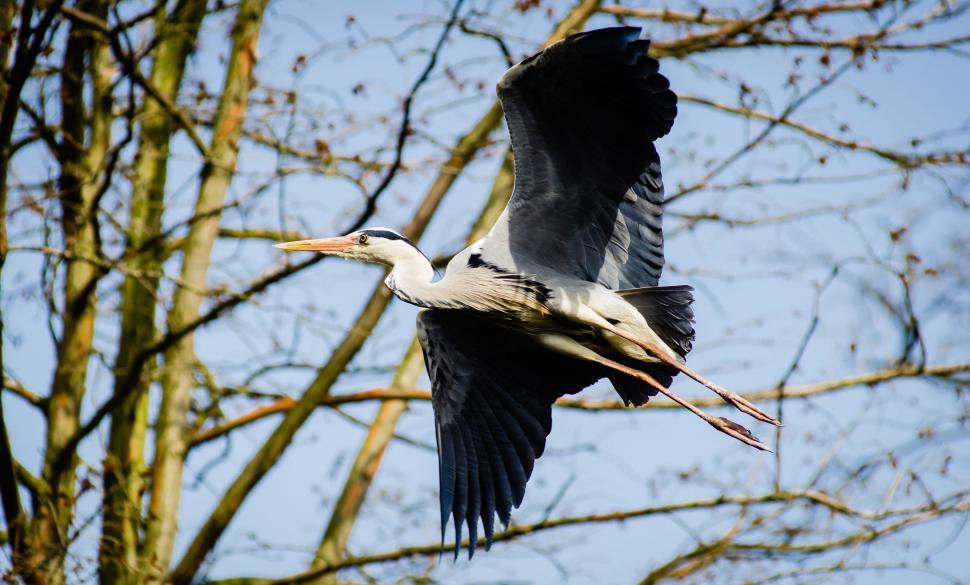 Free Image of Grey heron in flight  