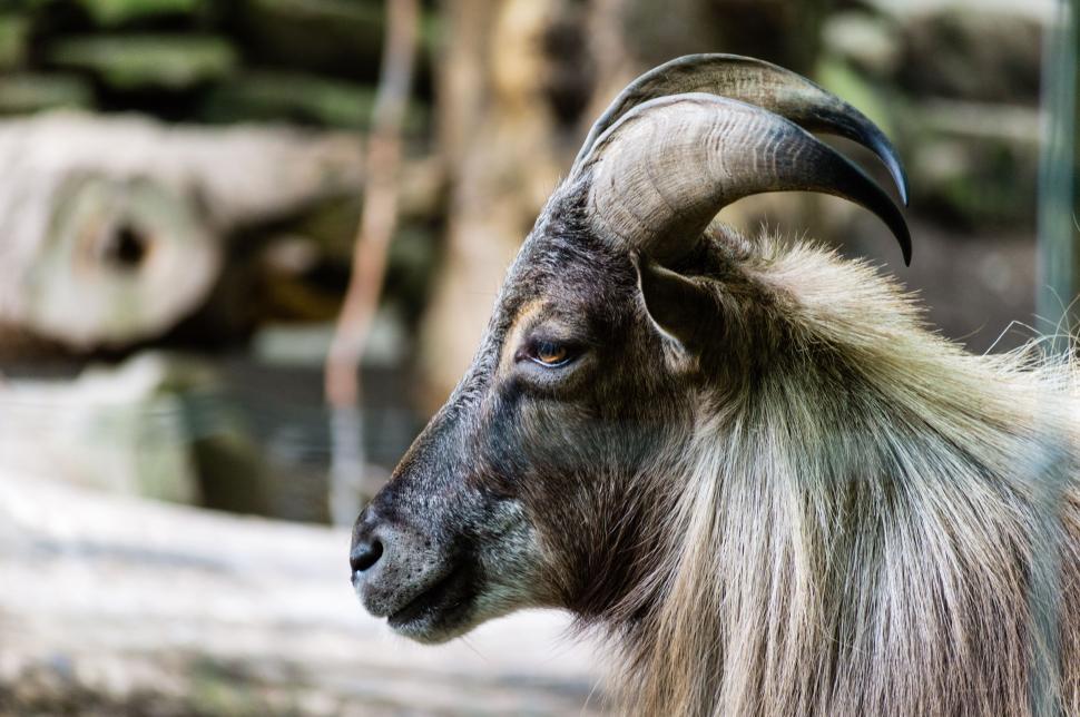 Free Image of Goat with horns  