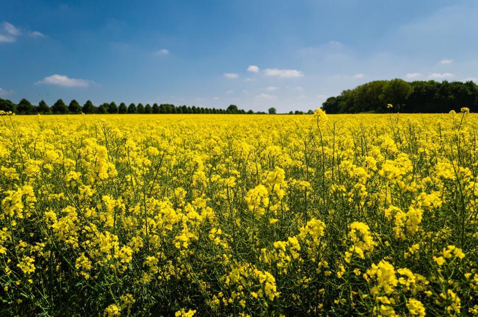 Free Image of Yellow Flower Field  