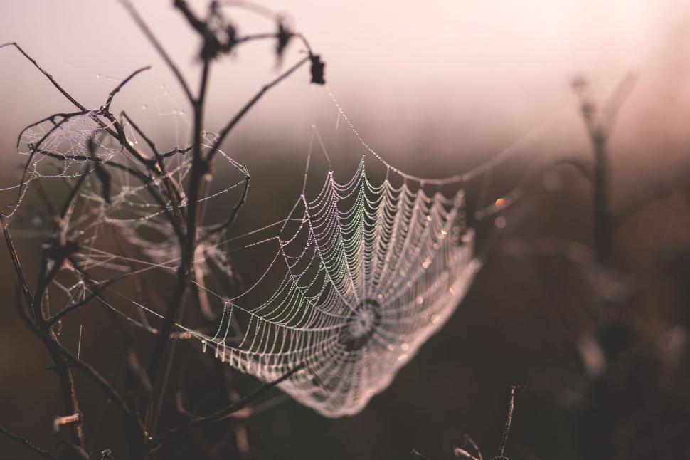 Free Image of Spiderweb on plant twigs  
