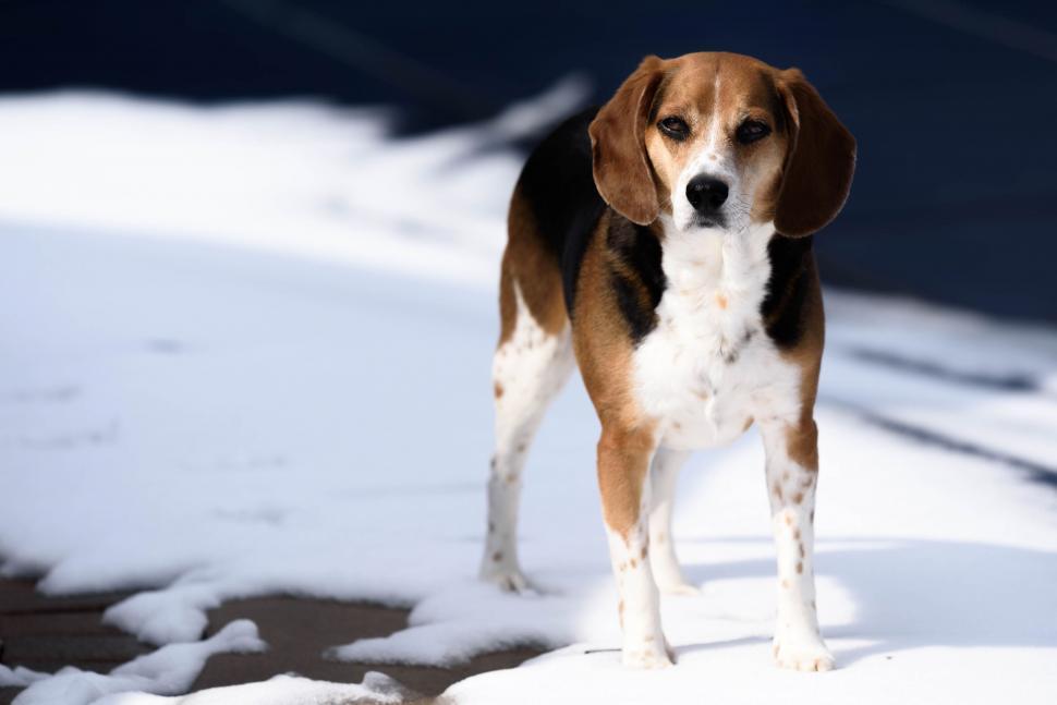 Free Image of Beagle Dog  