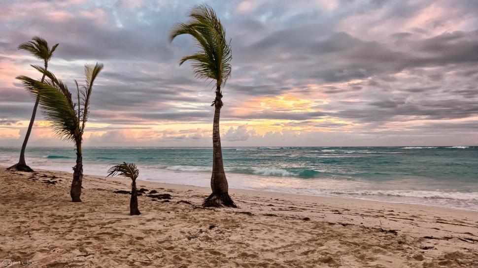 Free Image of Palm Trees in Wind  