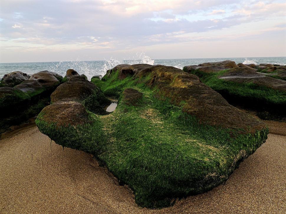 Free Image of Moss on Beach Rock 