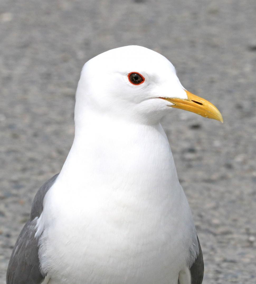 Free Image of Lesser black-backed gull 
