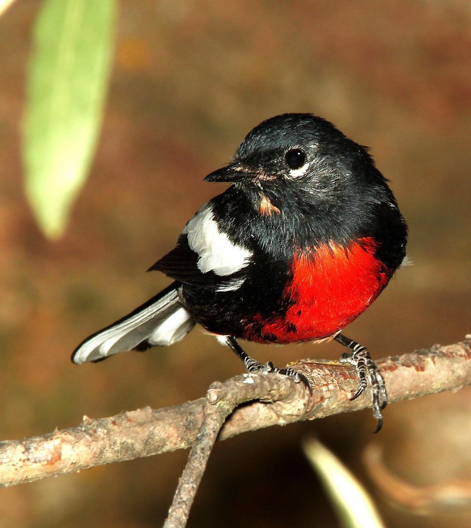 Free Image of Red and Black bird  