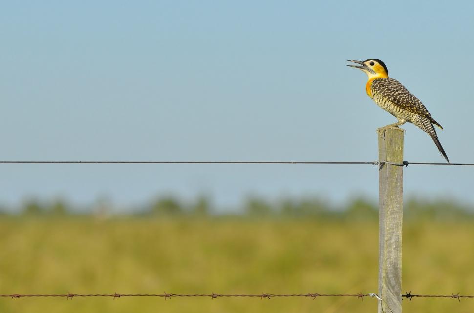 Free Image of Bird on Wired Fence  