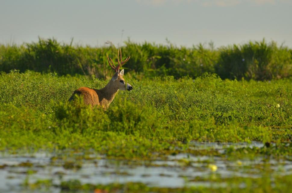 Free Image of White-tailed deer near water 