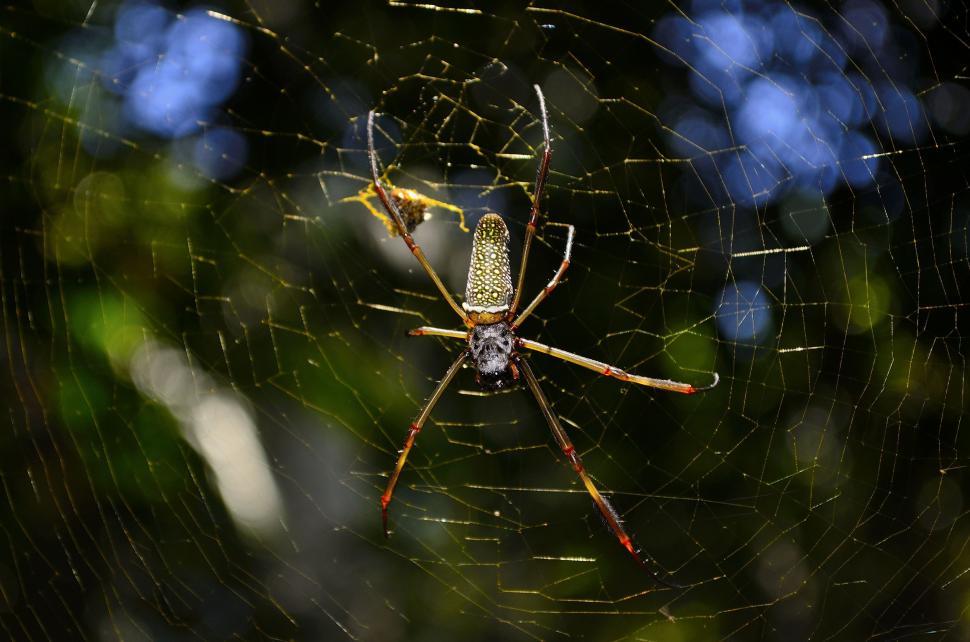 Free Image of Spider and web  