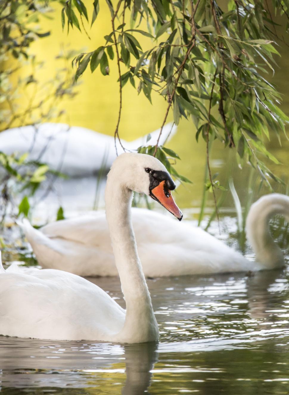 Free Image of Swans in lake  