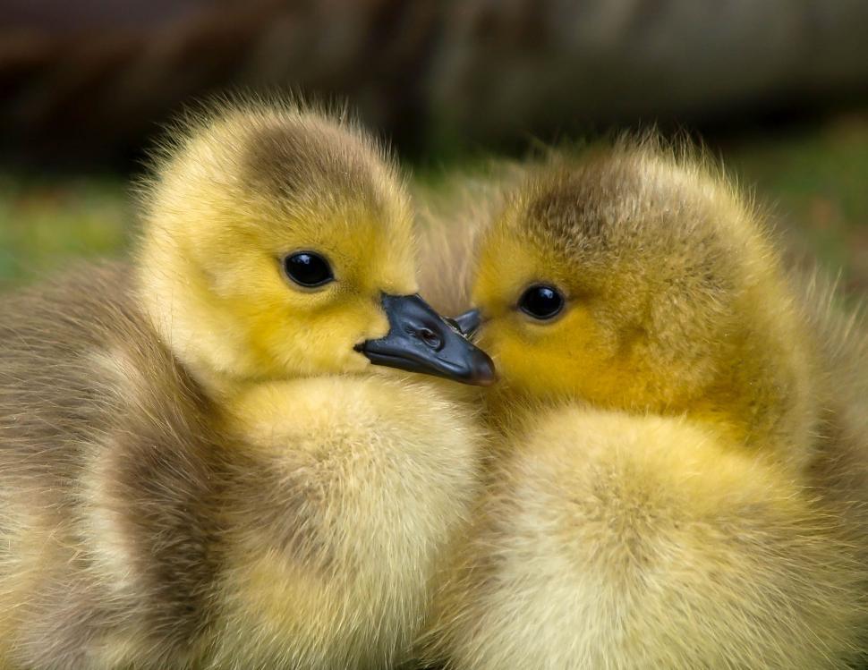 Free Image of Yellow ducklings 