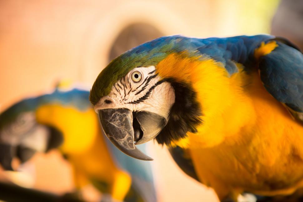 Free Image of Blue-and-yellow macaw 