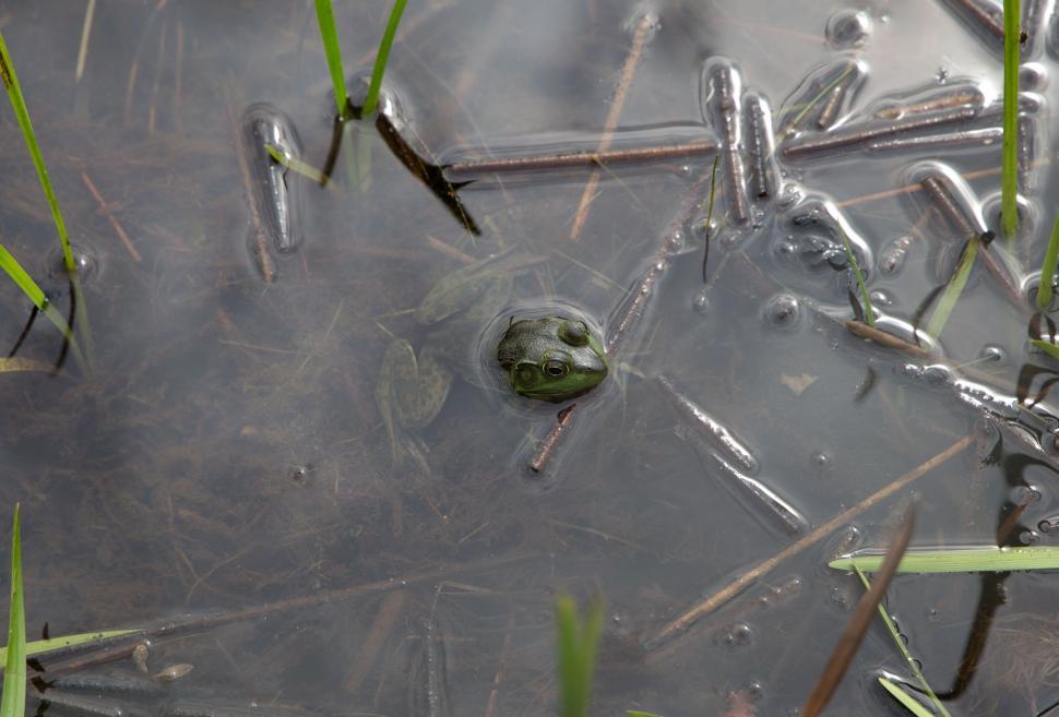 Free Image of Frog in Water  