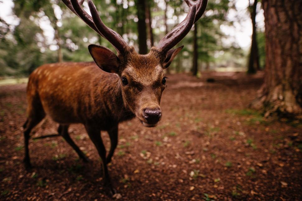 Free Image of Deer Buck  