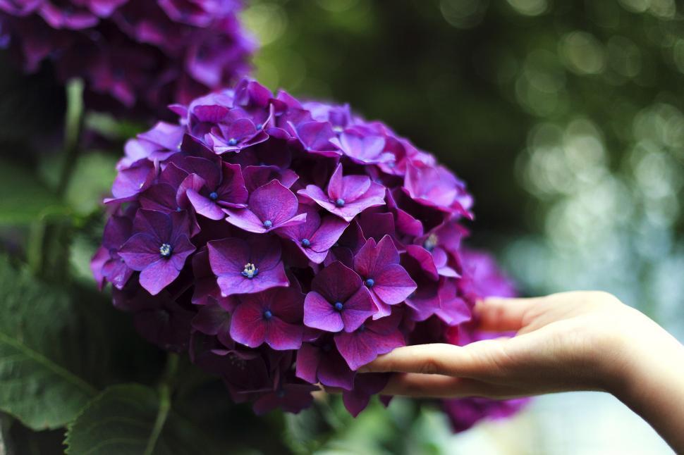 Free Image of Purple hydrangea 