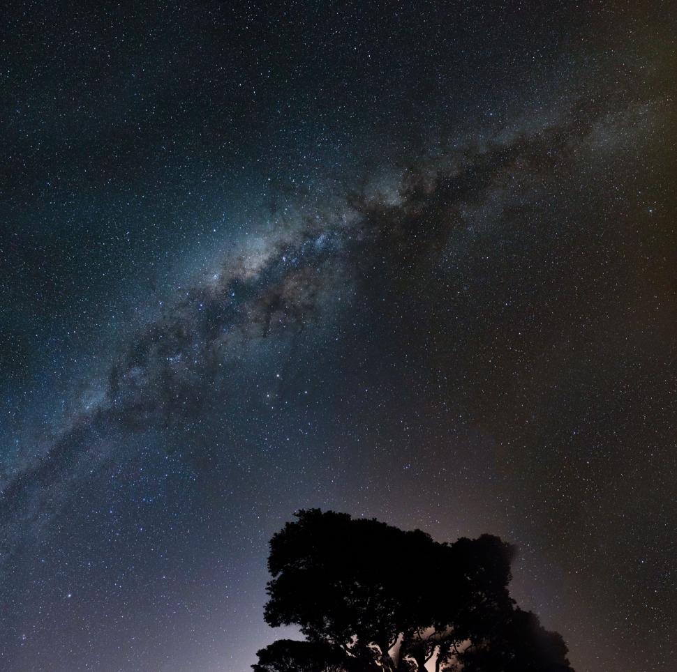 Free Image of Night View of Trees with milky way 