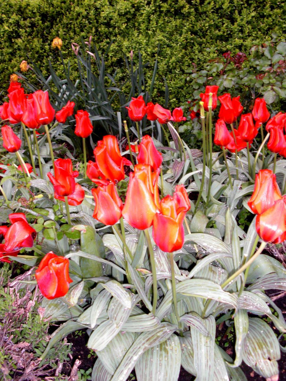 Free Image of A Bunch of Red Flowers in a Garden 