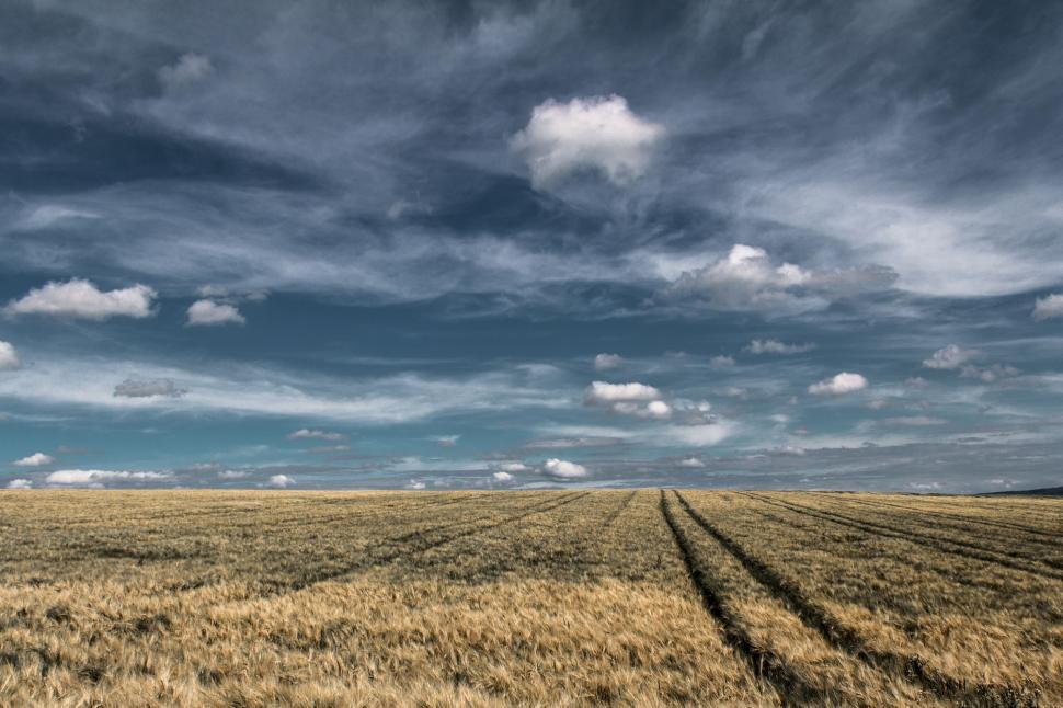 Free Image of Clouds Over Wheat Field  