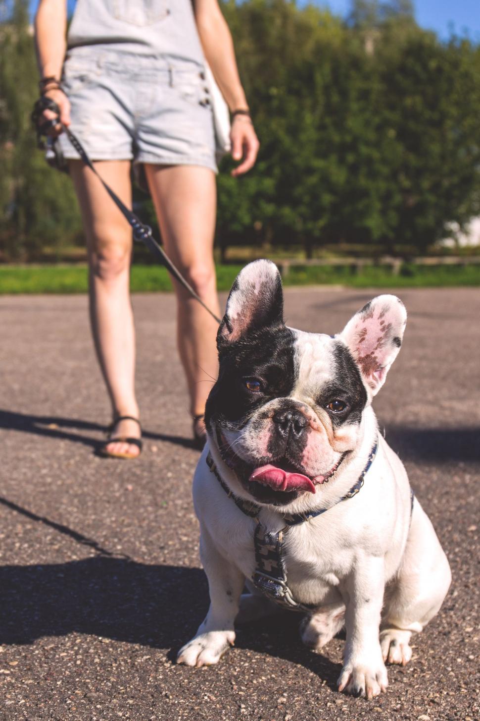Free Image of Bulldog on leash - looking at camera  